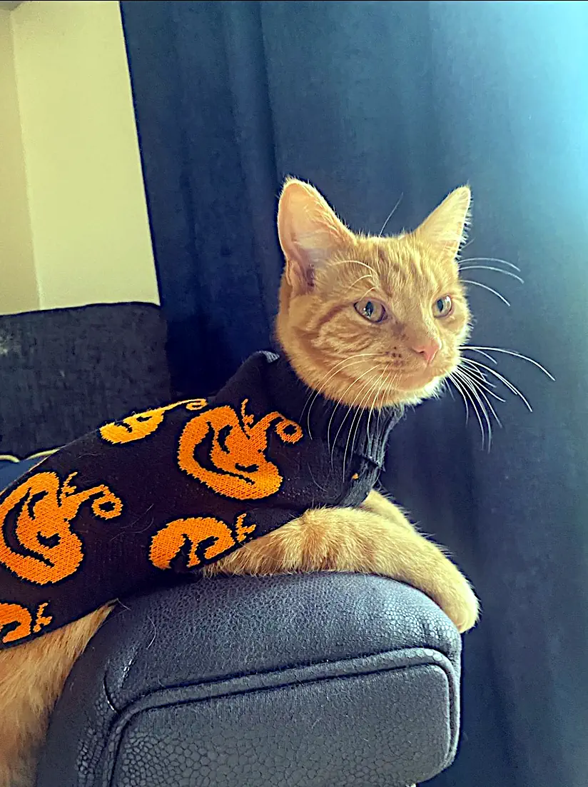 Milo on the couch with halloween coat