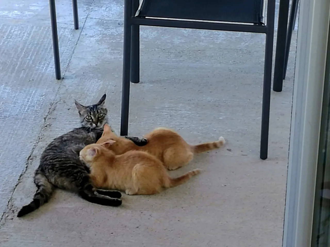 Mom Cat with Shenva and Revient