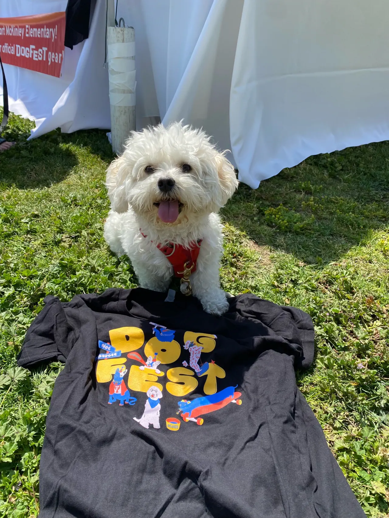 Titus sitting on a tshirt