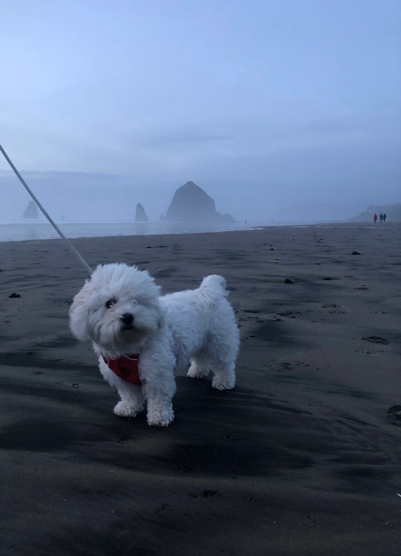 Titus walking on the beach